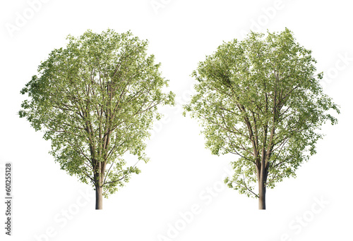 acer pseoudoplatanus tree Summer cutout png 