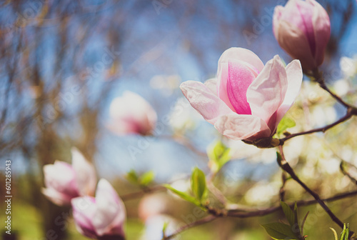 Kwitnące magnolie, wiosenny poranek, niebieskie niebo, miejsce na tekst.
