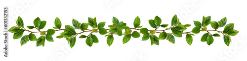 Twigs with green leaves in a floral garland isolated on white or transparent background