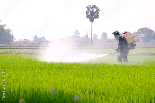Farmers walking in the fields spraying rice.