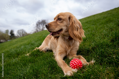 Cocker spaniel lies on the grass with a red ball and looks away. Photo of a cocker spaniel resting on the grass against a cloudy sky.