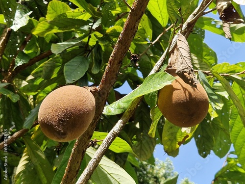 Cupuaçu tree (Theobroma grandiflorum) with fruits