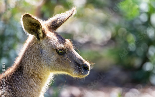 Forester kangaroo, Macropus giganteus, also known as the eastern grey or great grey kangaroo. Close up portrait with sunlit bokeh background and space for text. Tasmania.