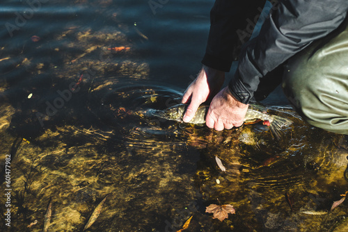 The fisherman releases the caught pike fish back into the river.