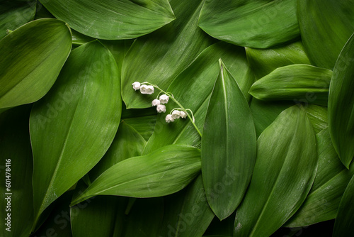Lily of the valley leaves background.
