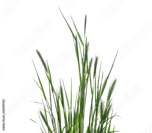 Green fresh sod grass isolated on white texture with clipping path