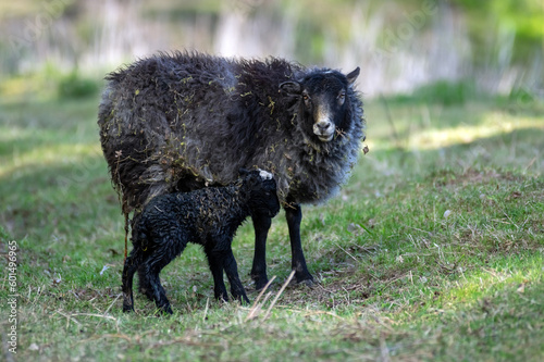 Mała owieczka wraz z mamą tuż po porodzie na pastwisku.
