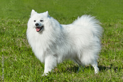 purebred white japanese spitz in spring against a background of grass. portrait of a young playful dog