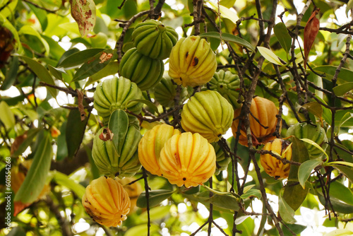 Garcinia gummi-gutta is a tropical species of Garcinia native to Southeast Asia.names include Garcinia cambogia, as well as brindle berry, and Malabar tamarind.