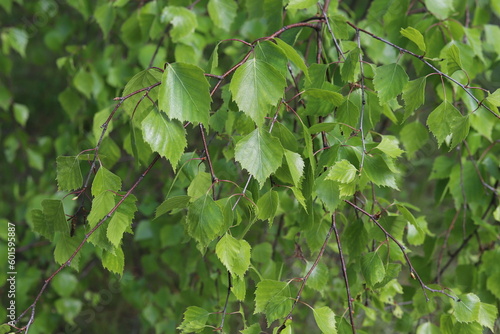 Leafs of Betula pendula tree, silver birch, spring.