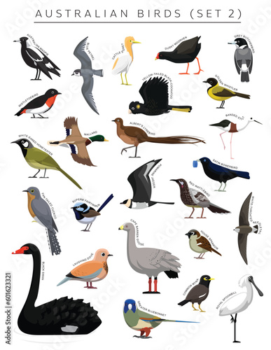 Australian Birds Set Cartoon Vector Character 2 