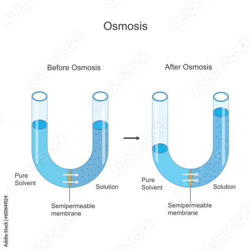 Osmosis process. Solvent molecules pass through semipermeable membrane from pure solvent to solution or from less concentrated to high concentrated solution.Vector illustration.