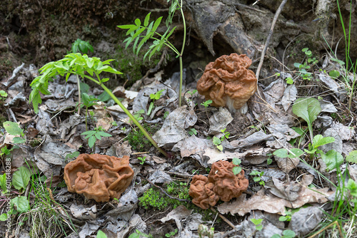Spring mushrooms Gyromitra gigas in the spring forest