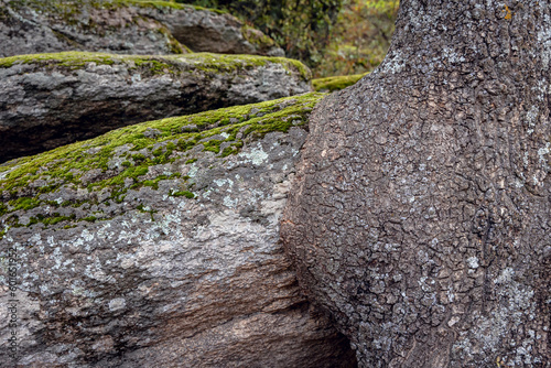 Tree trunk a rock in Beglik Tash - ancient Thracian remains of rock sanctuary, Bulgaria