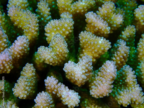 The surface of the corals close-up.