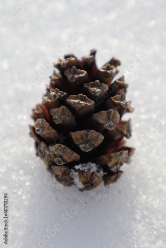 A wonderful cone grows on a velvety green branch of pine.