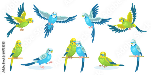 Big set of green and blue cute budgies in different poses, flying and sitting. In cartoon style. Isolated on white background. Vector flat illustration.