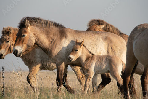 Przewalski's horses (Mongolian wild horses). A rare and endangered species originally native to the steppes of Central Asia. Reintroduced at the steppes of South Ural