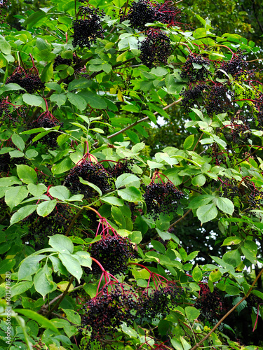Bez czarny, dziki bez czarny (Sambucus nigra L.) to roślina o wielu walorach leczniczych