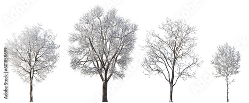 Set of 4 large medium and small winter various snowed trees isolated png on a transparent background perfectly cutout 