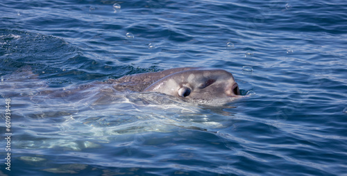 Ocean Sunfish, mola mola eating a By-the-Wind Sailor