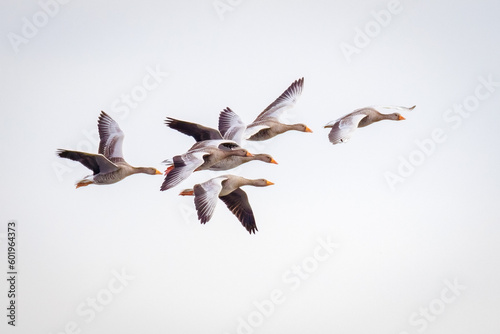 Grey geese in flight
