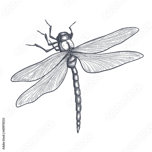 dragonfly black and white sketch with delicate wings vector illustration black and white sketch