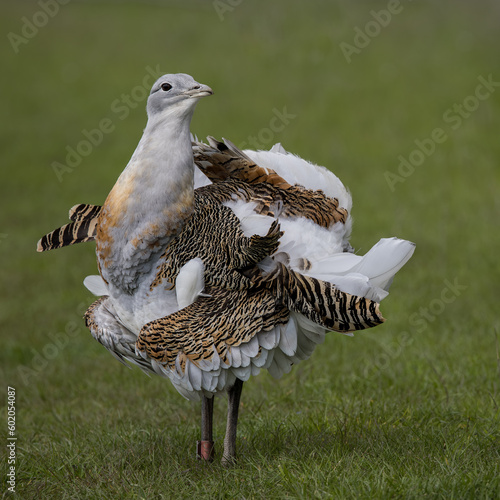 Great Bustard displaying