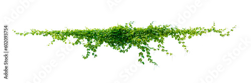 leaf vine Isolate on transparent background PNG file