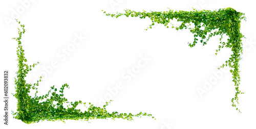 leaf vine Isolate on transparent background PNG file