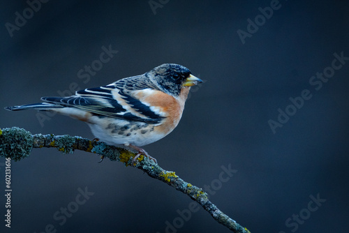 Pinzón real macho (Fringilla montifringilla) sobre posadero IX