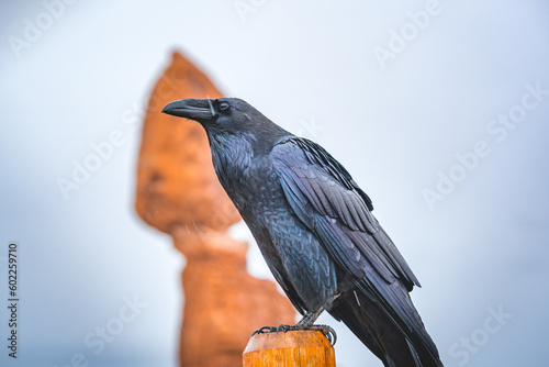 raven in front of balanced rock at arches nationalpark utah