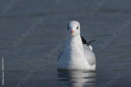 Mewa śmieszka odpoczywająca w morzu (Black-headed gull, Chroicocephalus ridibundus)