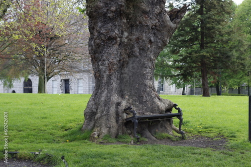 Growing tree swallowing a bench