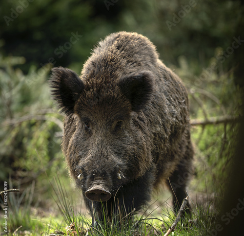 Wild boar in the forest. European nature during spring. Eye to eye contact with the boar.