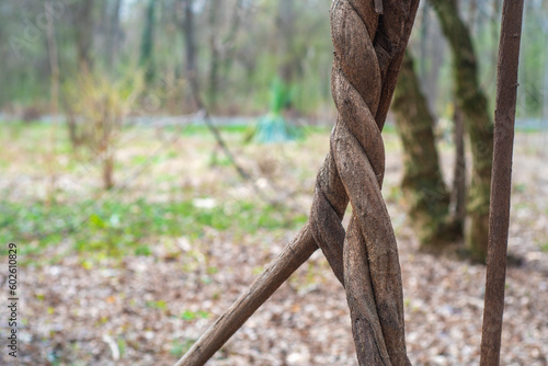 The trunk of a tree is densely entwined with a dry climbing plant. Dry vine woven into a knot.