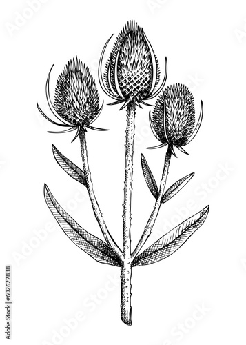 Teasel botanical illustration. Decorative Dipsacus plant with combs in sketch style. Hand drawn summer flower. Wildflower drawing isolated on white background. Floral design element.