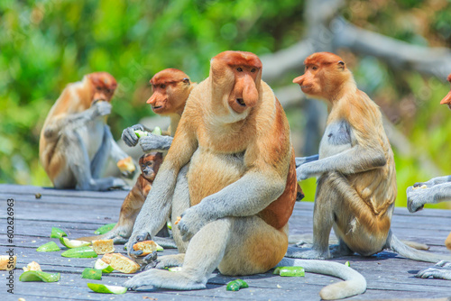 proboscis monkey or nasalis larvatus