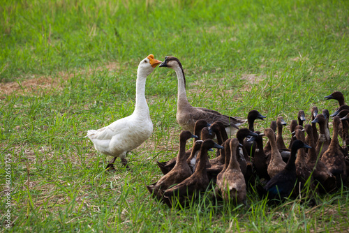  Ducks guides by farmers in the rice field