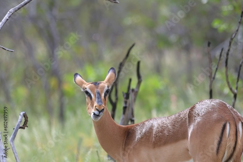 young black-faced impala in the wild of etosha