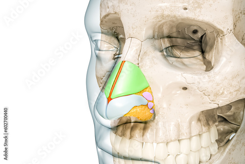 Nasal cartilages labeled with colors and body contours 3D rendering illustration isolated on white with copy space. Human skeleton and nose anatomy, medical diagram, osteology, skeletal system concept
