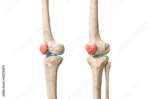 Patella or kneecap bone in red 3D rendering illustration isolated on white with copy space. Human skeleton and knee anatomy, medical diagram, osteology, skeletal system, science, biology concepts.