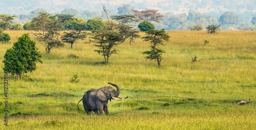 A lone bull african elephant on the Maasai savannah, Kenya, Africa.