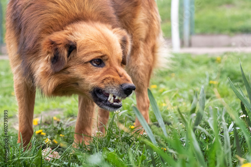 Aggressive dog barks, baring teeth. Dangerous Angry Dog