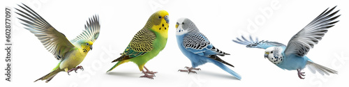 Animals pets budgies birds banner panorama long - Collection of cute sitting and flying budgie (melopsittacus undulatus) bird, isolated on white background, Generative Ai