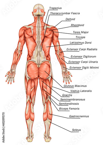 Didactic board of anatomy of male muscular system, posterior view, full body 