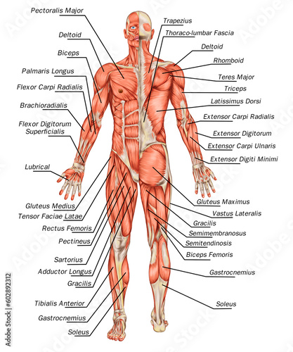 Didactic board of anatomy of male muscular system, posterior and anterior view, full body 