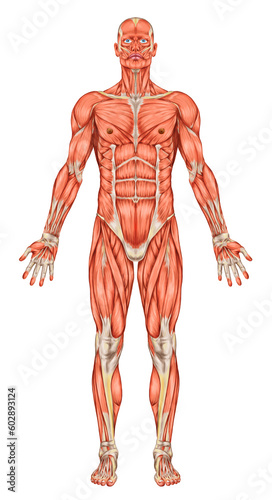 Anatomy of man muscular system - anterior view