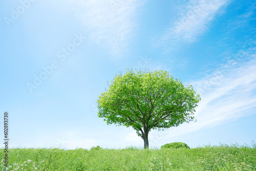 晴れた日の一本木のある野原