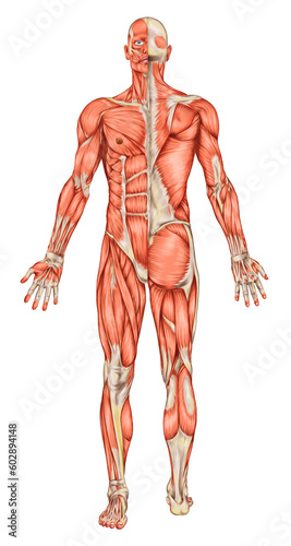 Anatomy of male muscular system, posterior and anterior view, full body 